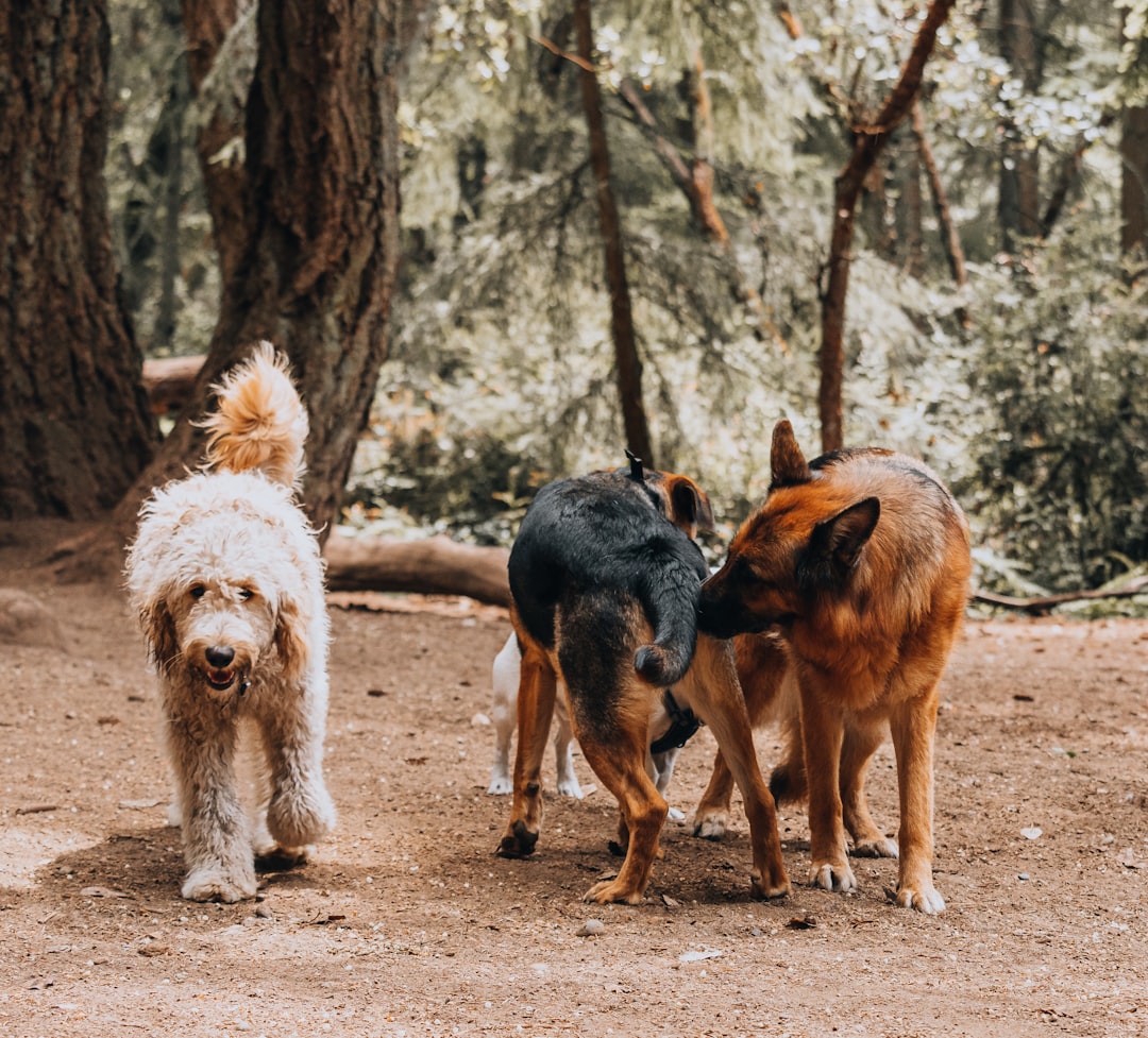 Photo Dogs playing